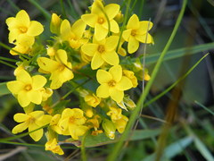 Sebaea sedoides