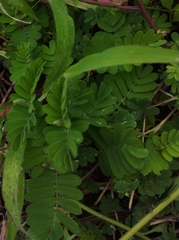Phyllanthus amarus