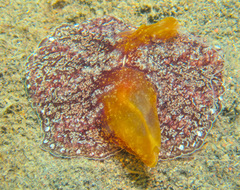 Coeloplana meteoris