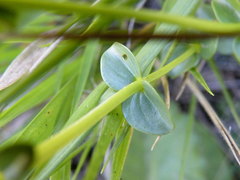 Sebaea sedoides