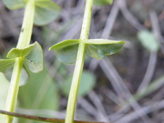 Sebaea sedoides