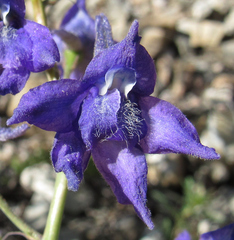 Delphinium glaucum