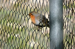 Erithacus rubecula rubecula