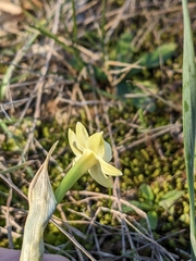 Narcissus dubius