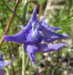 Delphinium glaucum