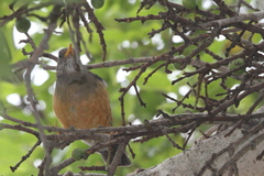 Turdus olivaceus olivaceus