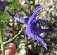 Delphinium glaucum