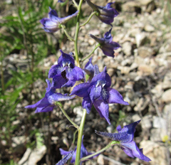 Delphinium glaucum