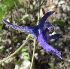 Delphinium glaucum