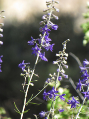 Delphinium glaucum