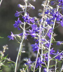 Delphinium glaucum