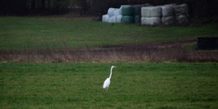 Ardea alba