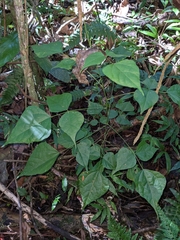 Erythrina poeppigiana