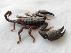 Opisthacanthus elatus