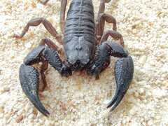 Opisthacanthus elatus