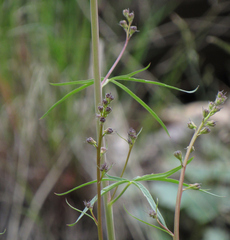 Delphinium glaucum