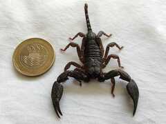Opisthacanthus elatus