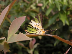 Graphium antiphates