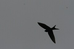 Psalidoprocne pristoptera