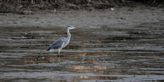 Ardea cinerea