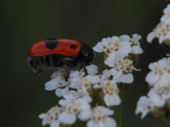 Clytra