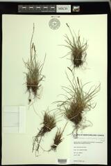 Carex simpliciuscula