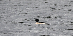 Mergus merganser