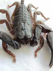 Opisthacanthus elatus