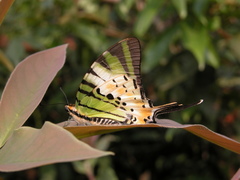 Graphium antiphates