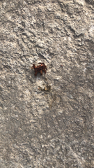 Phobetron hipparchia