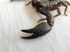 Opisthacanthus elatus