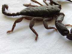 Opisthacanthus elatus