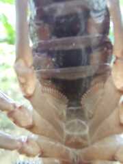 Opisthacanthus elatus