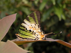 Graphium antiphates