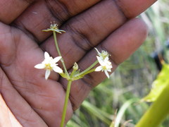 Alepidea amatymbica