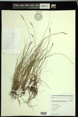 Carex simpliciuscula