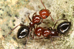 Camponotus lateralis
