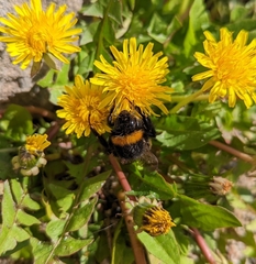Bombus