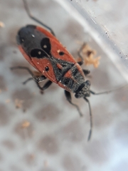 Melanocoryphus tristrami