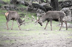 Cervus elaphus elaphus
