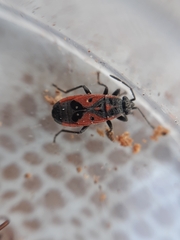 Melanocoryphus tristrami