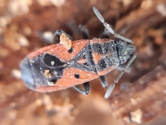 Melanocoryphus tristrami