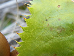 Alepidea amatymbica