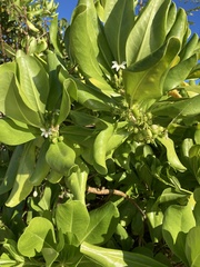 Scaevola taccada