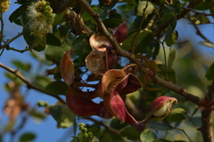 Pithecellobium dulce