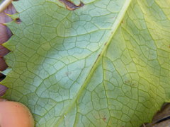 Alepidea amatymbica