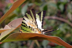 Graphium antiphates