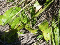 Alepidea amatymbica