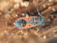 Melanocoryphus tristrami