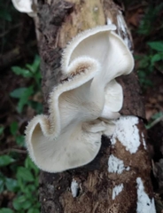 Lentinus